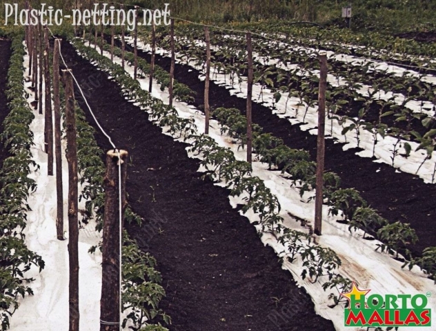 Support netting facilitates the pruning, therefore reduces mechanical stress in tomato plants.