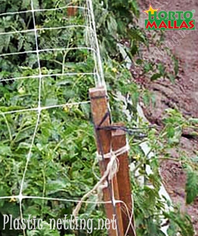 Using HORTOMALLAS support netting reduces contact with the plants whilst tutoring.