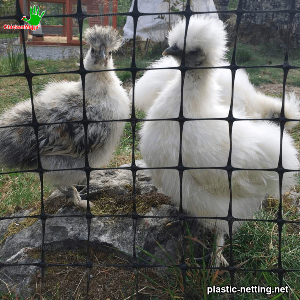 hens being protected by plastic netting